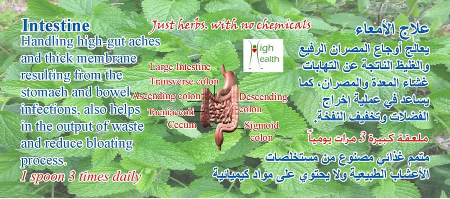 Intestine