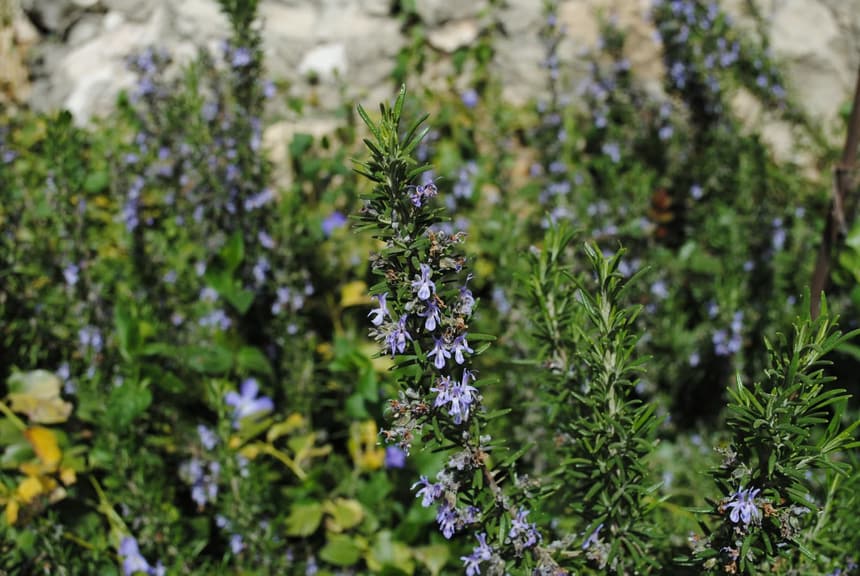 Herb gathering season in the mountains of Lebanon 1