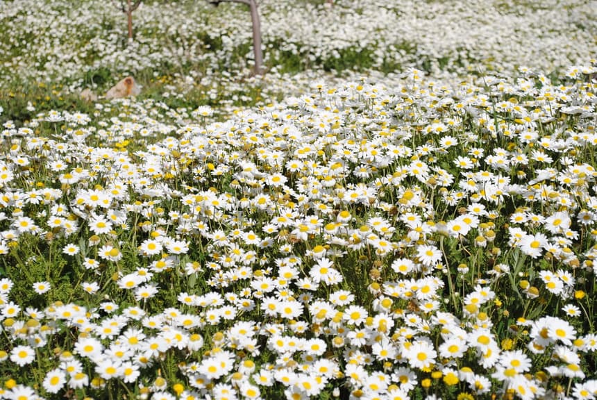 Herb gathering season in the mountains of Lebanon 4